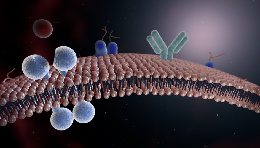 Where Are Lipids Located In The Body Sciencing