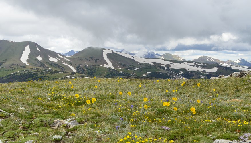 What Are the Types of Plants in the Tundra Biome? | Sciencing