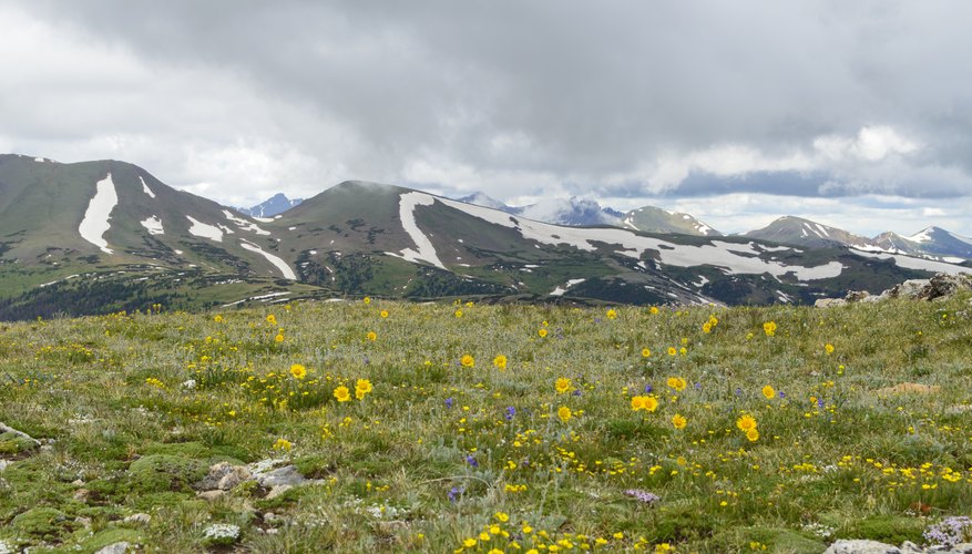 alpine tundra plants list