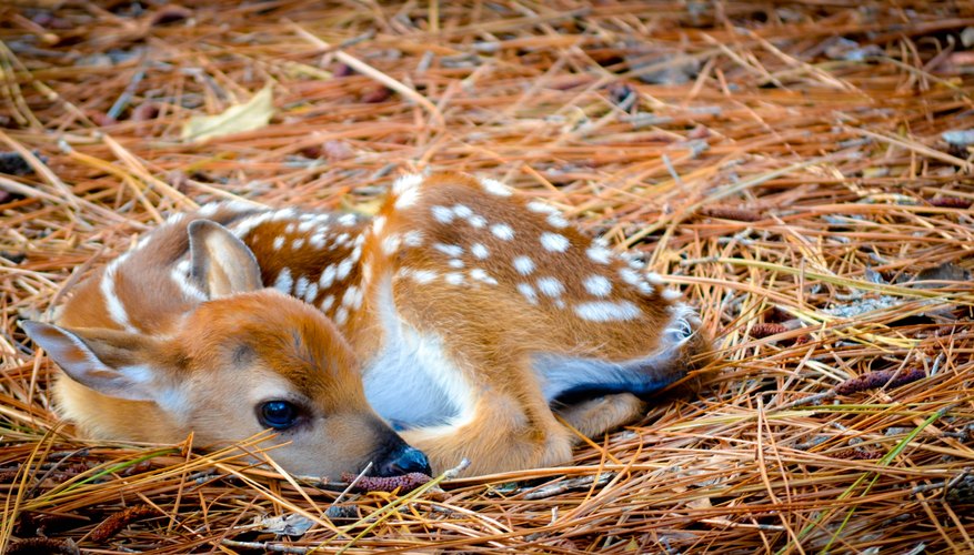 Baby deer deals facts