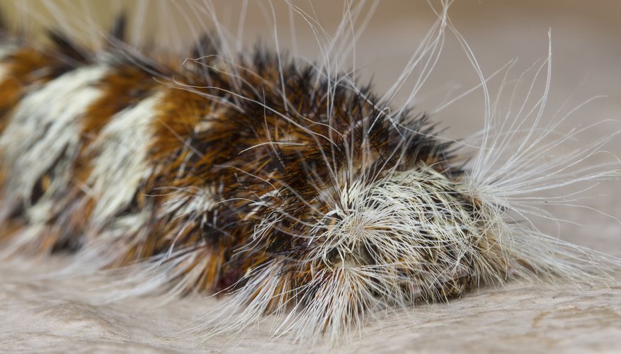 fuzzy black caterpillar