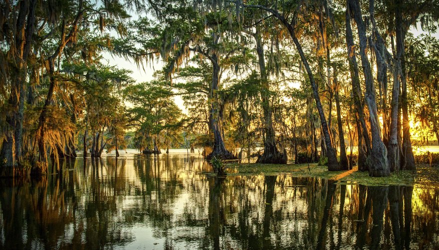 Types Of Trees In Swamps Sciencing