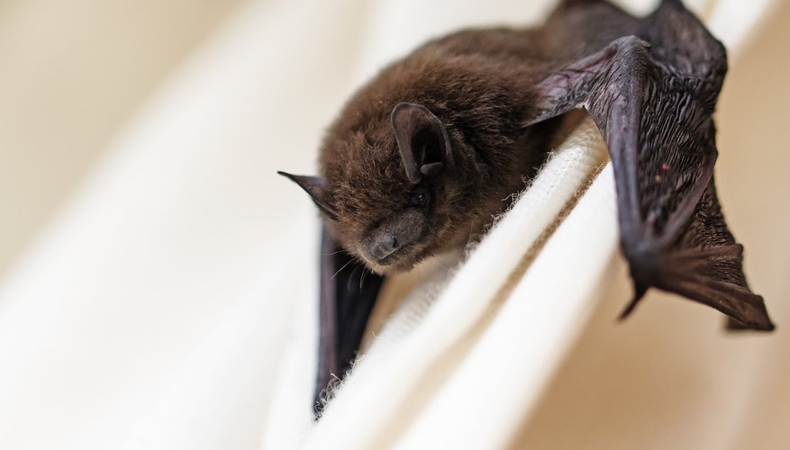 What Are The Adaptations Of A Bat Sciencing