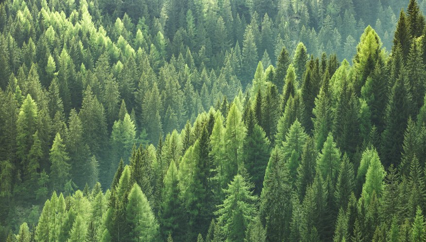 Do pine trees and pine needles make soil more acidic?