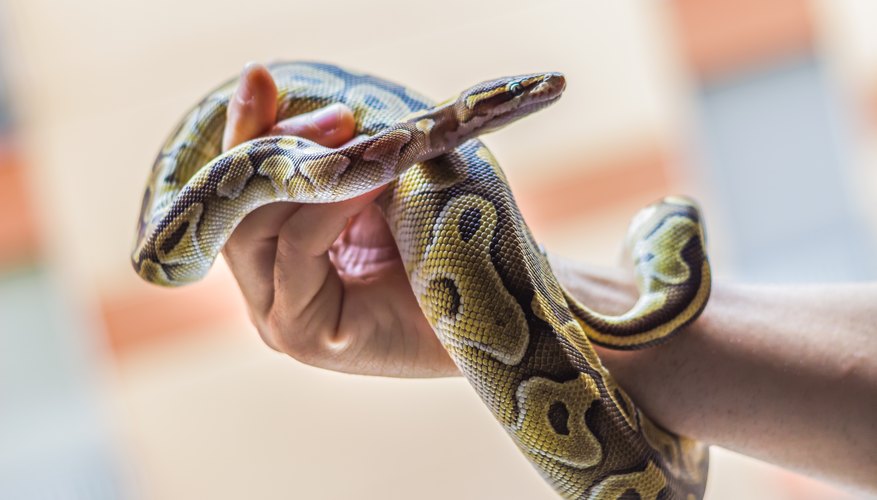 Snake Species Commonly Kept as Pets