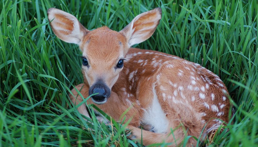 how-to-tell-a-fawn-s-age-sciencing