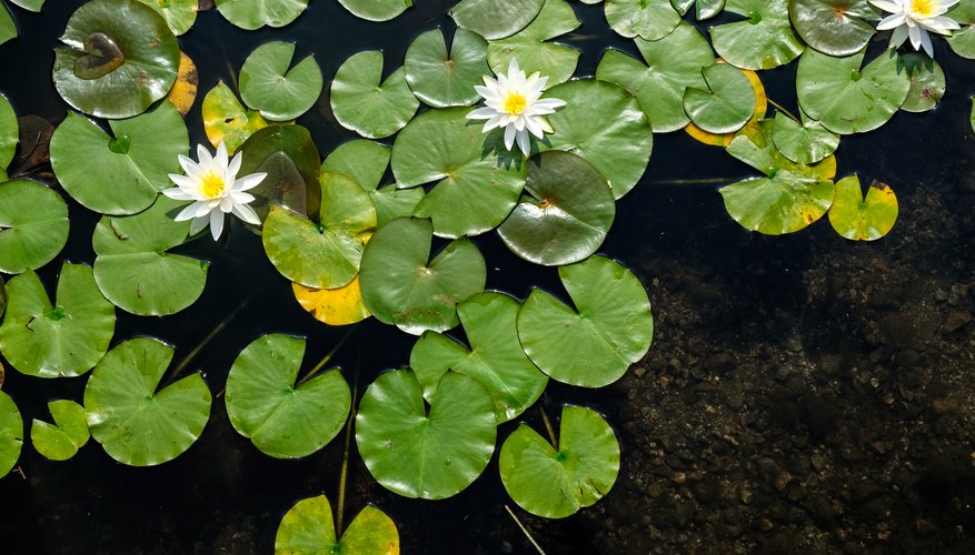 aquatic-plants-with-special-adaptive-features-sciencing