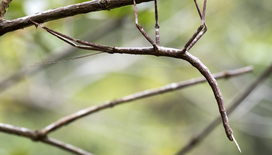 Facts About the Walking Stick Bug, Stick 