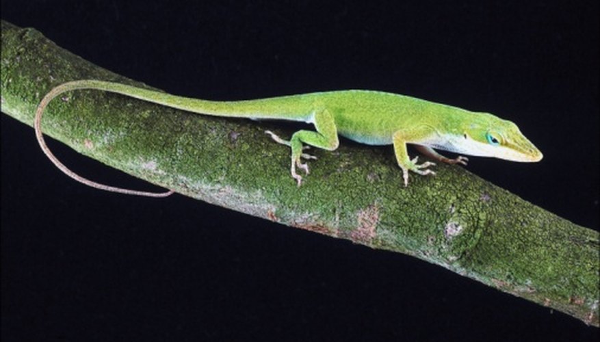 How to Attract Green Anole Lizards Sciencing
