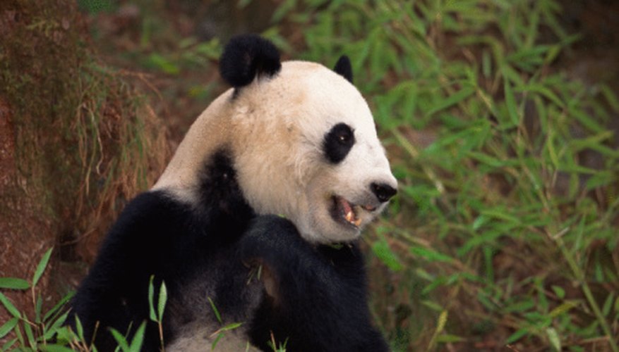 Human poaching and loss of habitat are the greatest threats to giant pandas.