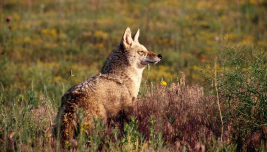 How to Tell a Male Coyote From a Female | Sciencing