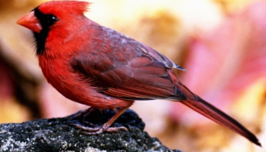 Northern Cardinal Identification, All About Birds, Cornell Lab of  Ornithology