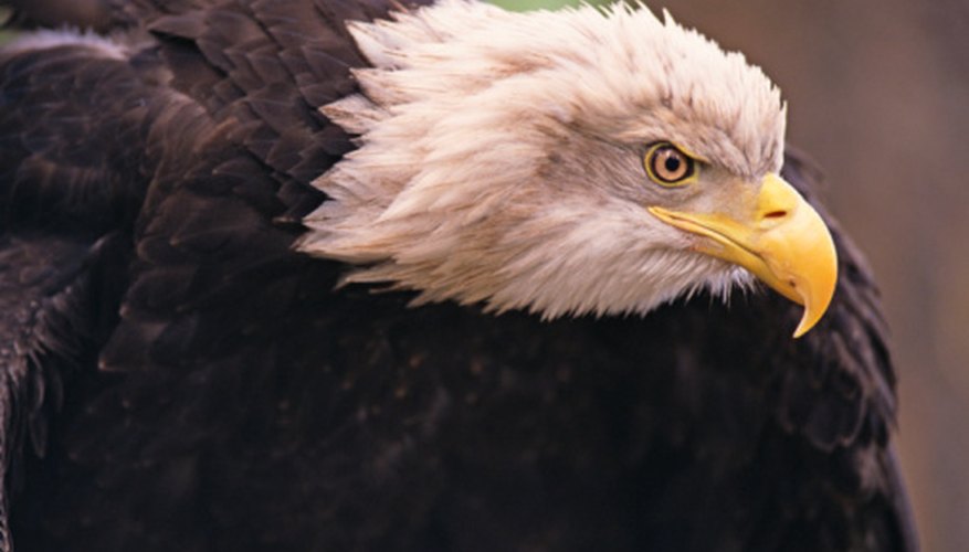 The bald eagle is no longer in danger of extinction.