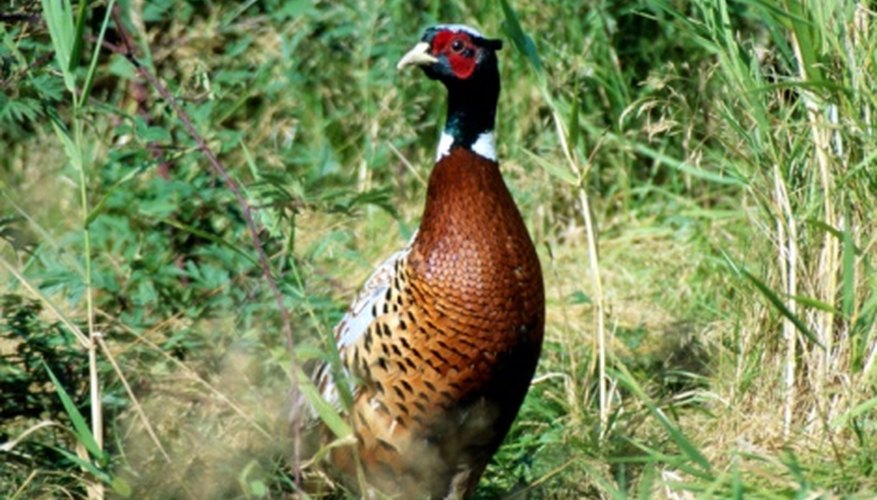 Build a stovepipe trap to catch pheasants.