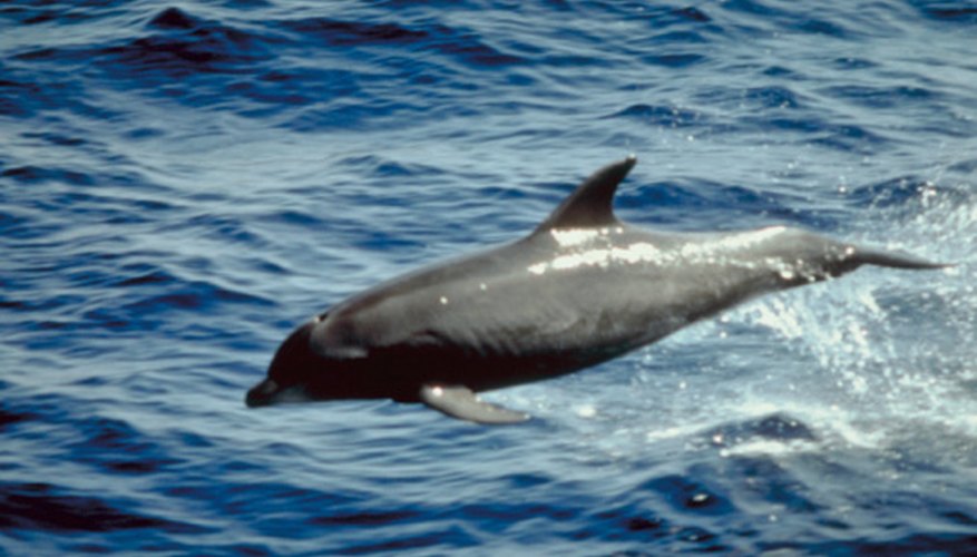 The dolpin is a popular animal but one that is endangered.