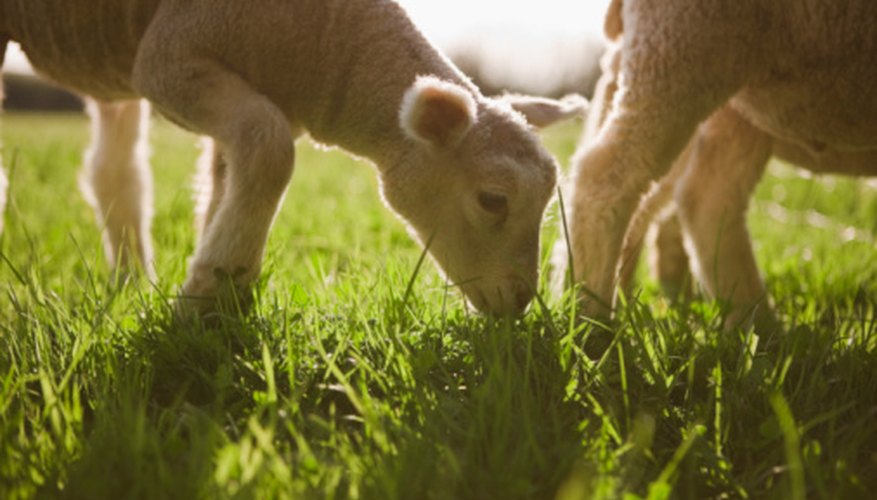 Lambs are a reoccurring theme in the book of Revelation.