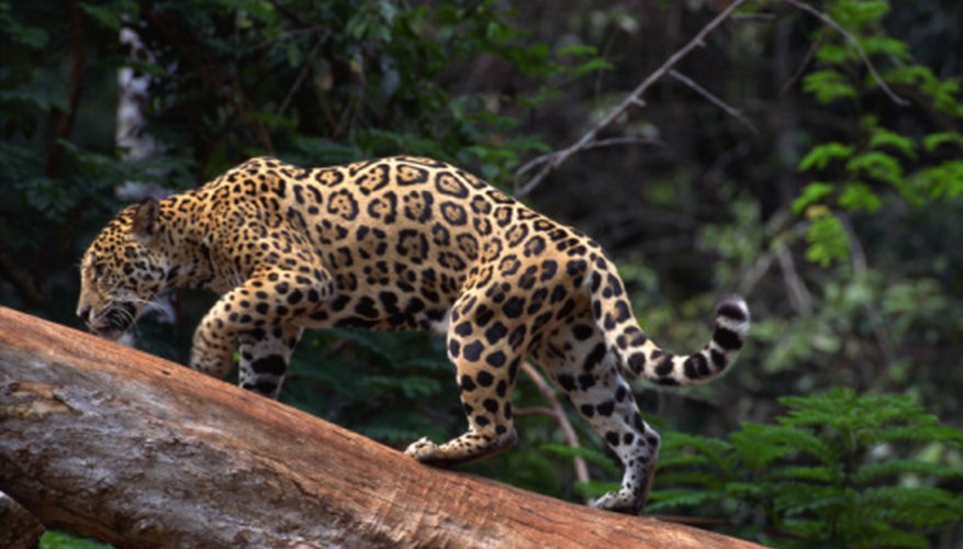 Show a jungle scene and ask children what noises they might hear if they were in it.