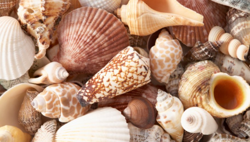 Seashells and Decorative Windchimes from google
