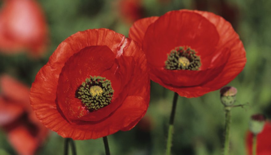 The corn poppy is the national flower of Poland.