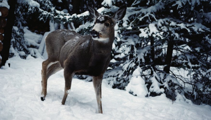 are-sunflower-seeds-good-for-deer-sciencing