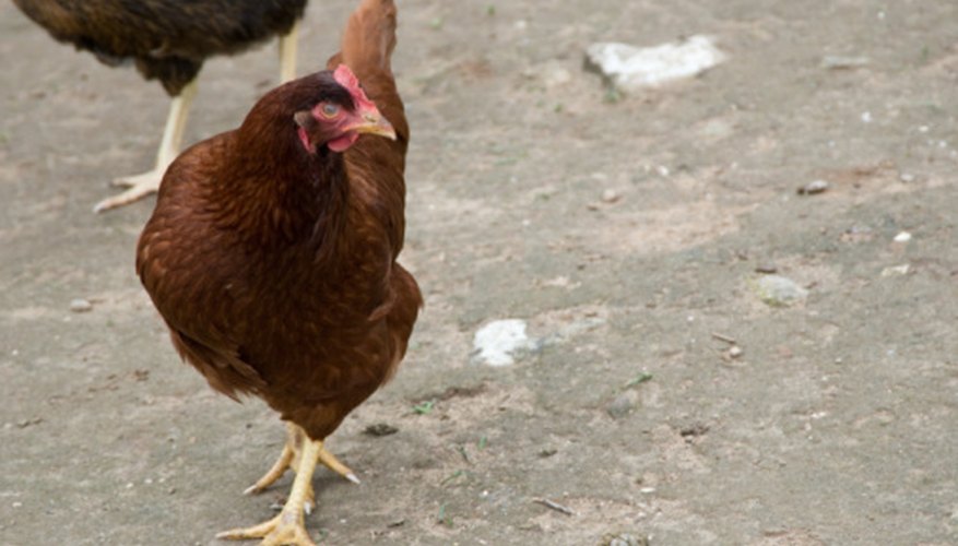 Chickens are often used as sacrificial offerings in voodoo.