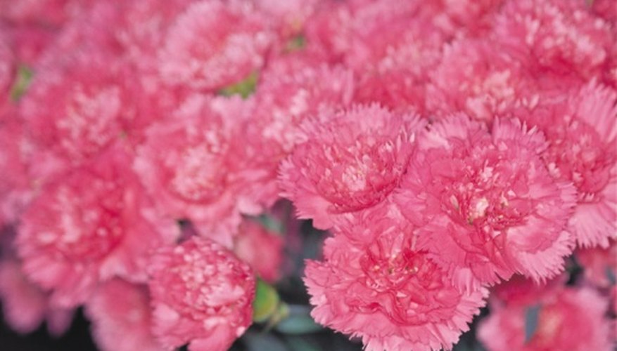 Carnations are always in season and easy to source.