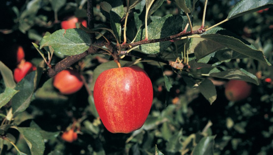 Many lessons have grown from the Garden of Eden.