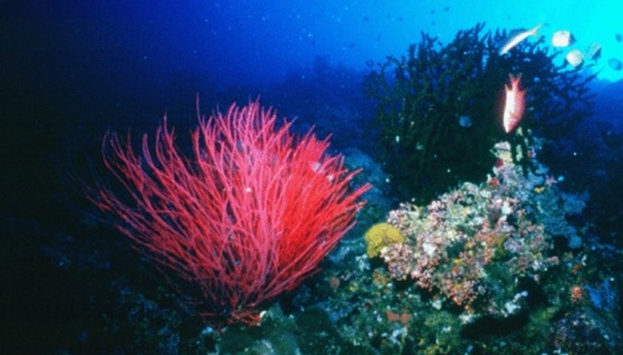 Deep Ocean Plants - 