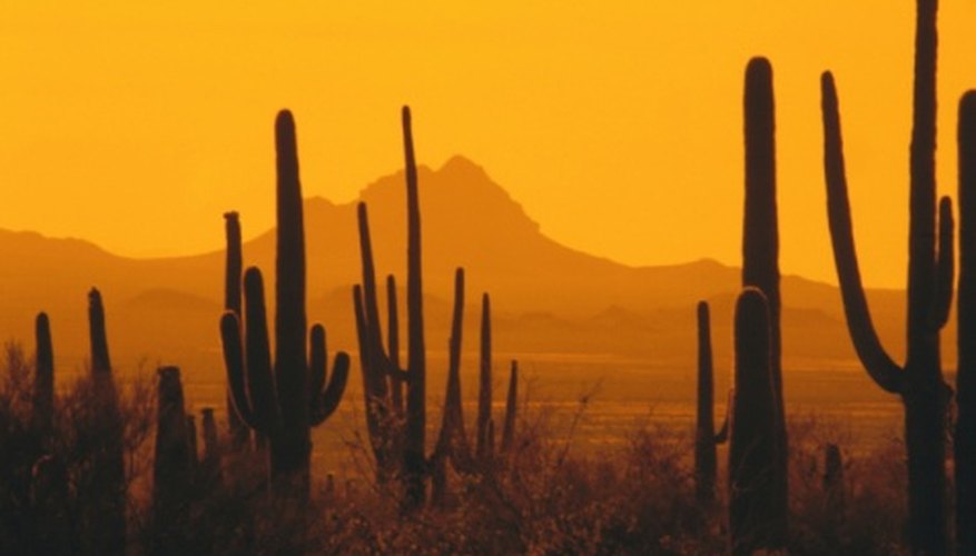 Large cacti are a common sight in the tropical desert.