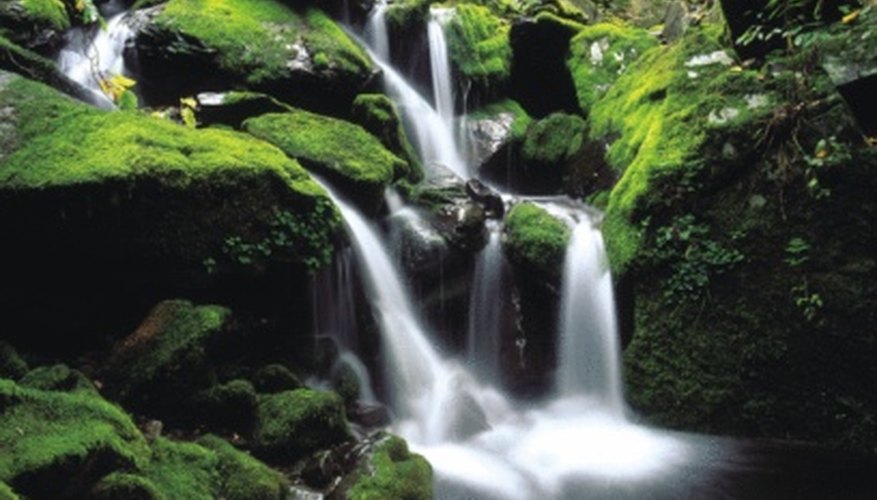 Find dramatic pictures of the jungle to share with your students.