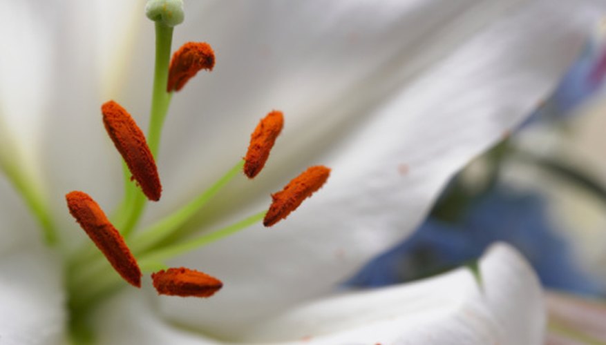 How to Tell the Difference Between Male & Female Flowers | Sciencing