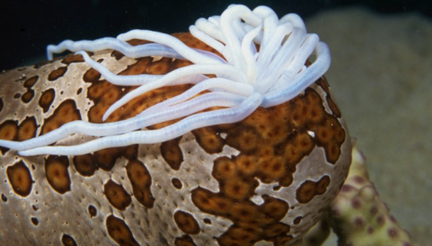 What Are Some Adaptations Of A Sea Cucumber? | Sciencing