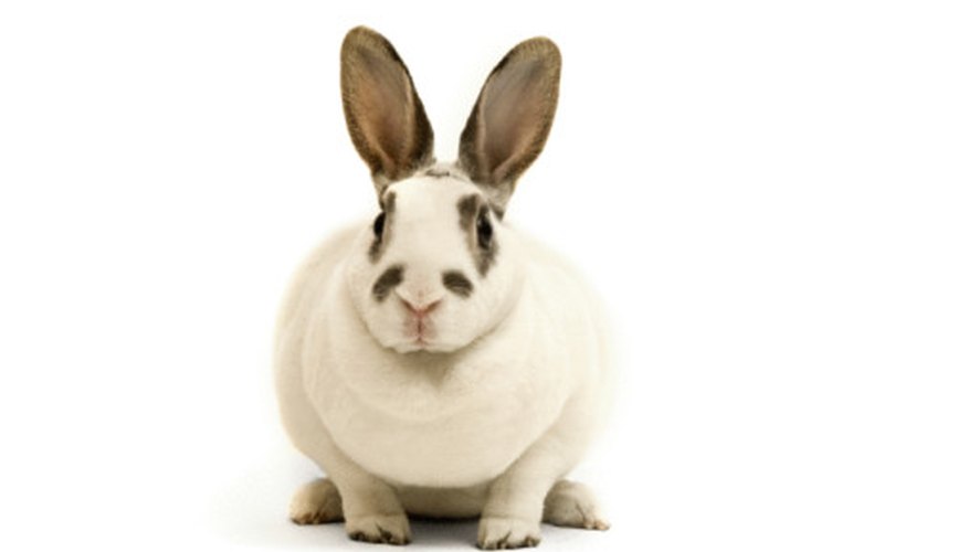 The Year of the Rabbit began in 2011.