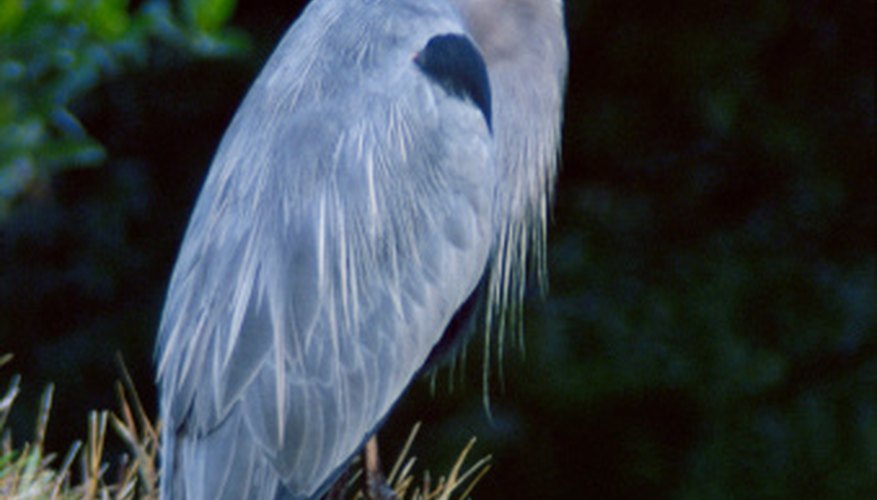 The Differences Between Male & Female Blue Herons | Sciencing