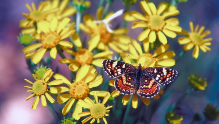 The life cycle of a butterfly is short.