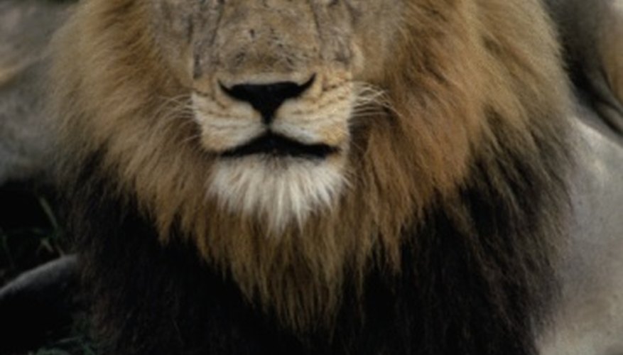 A lion needs loyal guards, good cooks and court jesters.