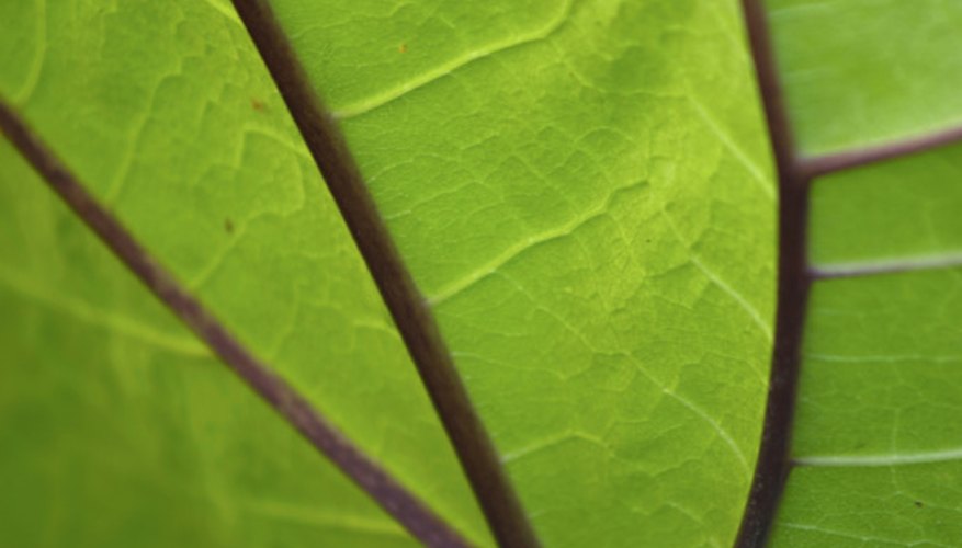 Units Used To Measure Chlorophyll Sciencing