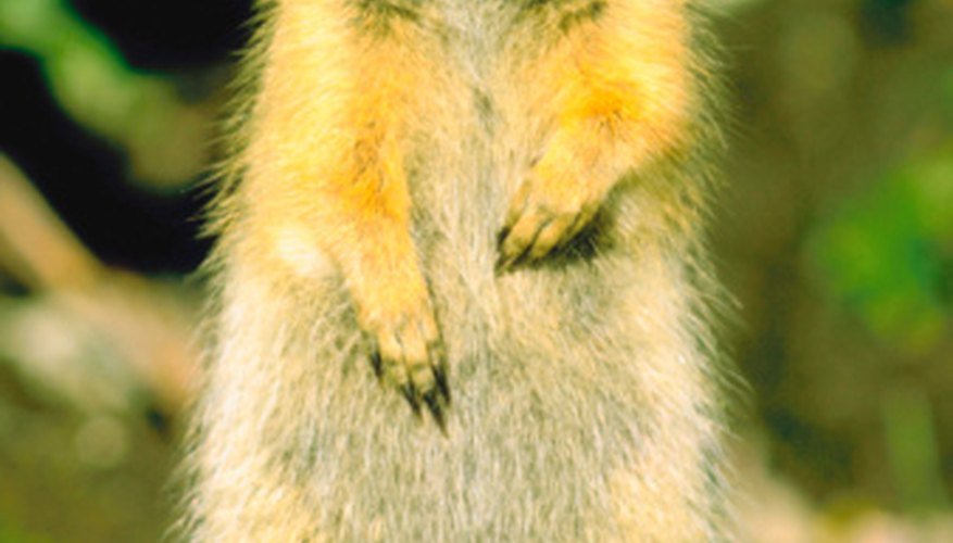 physical-adaptations-of-the-ground-squirrel-healthy-living