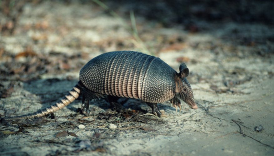 How to Find an Armadillo's Burrow