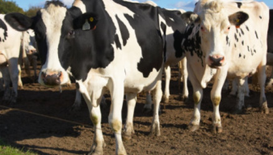 Farm-bound 4-H members will need to know all about livestock.