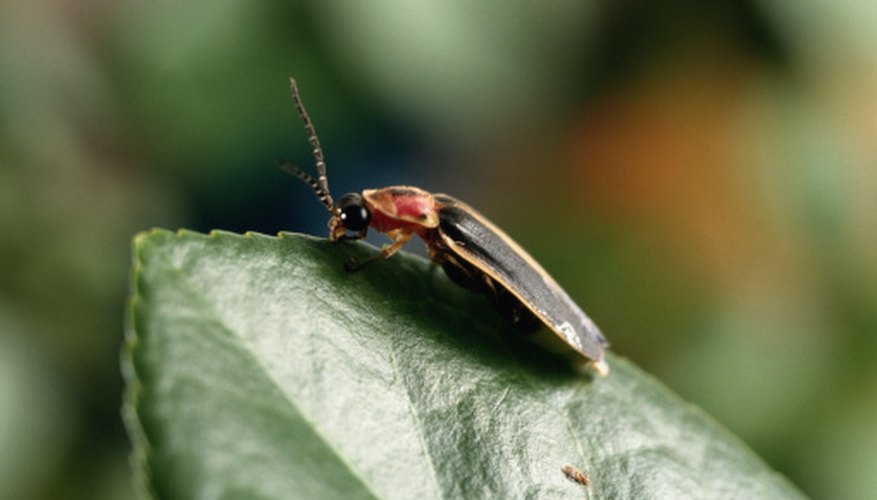 Where Do Lightning Bugs Go During the Day? | Sciencing