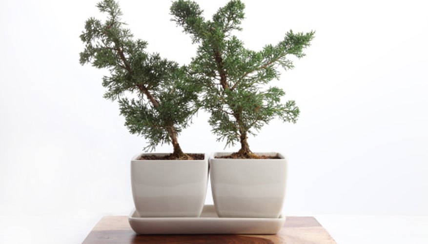 Two bonsai trees signify good wishes to newlyweds.