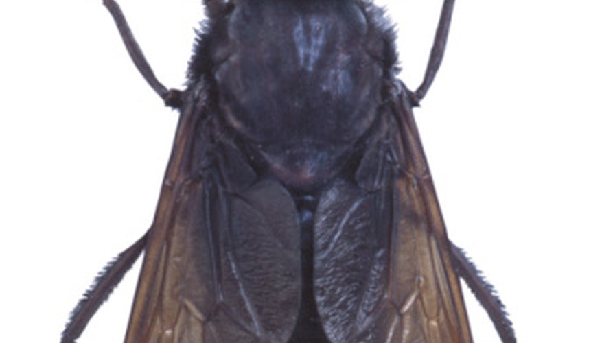 horse fly larvae