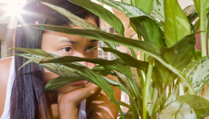 What Color of Light Do Plants Absorb? Sciencing