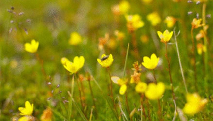 What Kind of Flowers Are in the Tundra Biome? | Sciencing