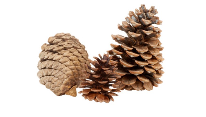 Stock your science center with interesting natural materials, such as pine cones, for children to touch and see.