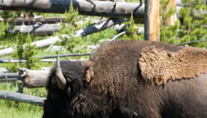 The buffalo was an important animal to the Plains Indian tribes.