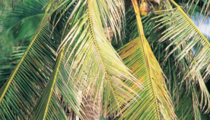 Palm Trees Adapted to Withstand Hurricanes, Forest Ecologist Says
