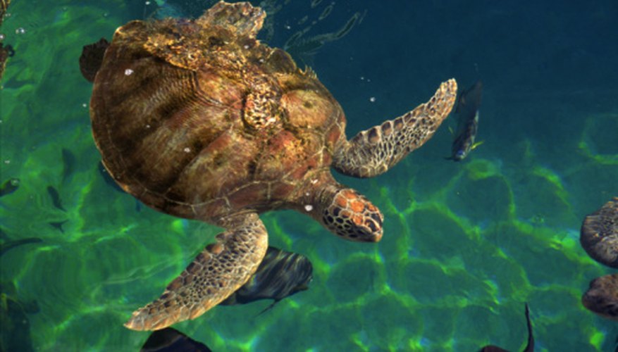 Turtles spend time in the water and on dry land throughout their lifetimes.