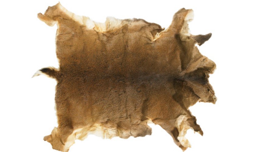 Deer hide was traditionally one of the most popular animal skins cured by Native Americans.